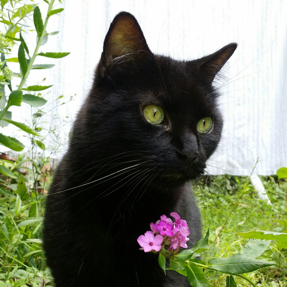 Mewsette with her green eyes and pink flower.