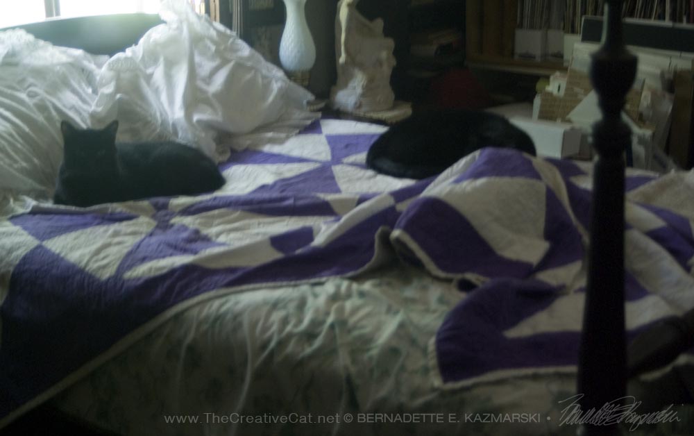 three cats on bed