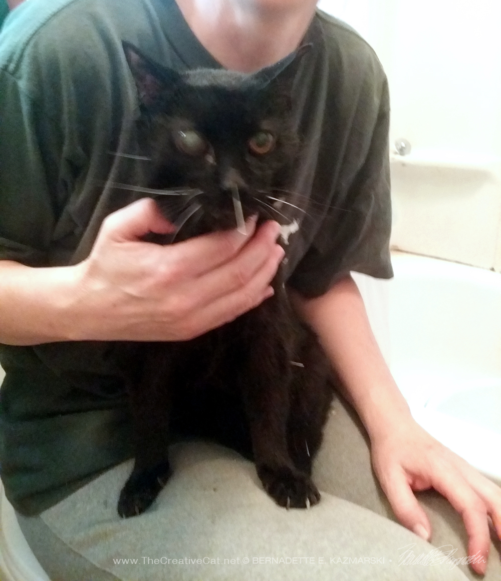 black cat with acupuncture needles