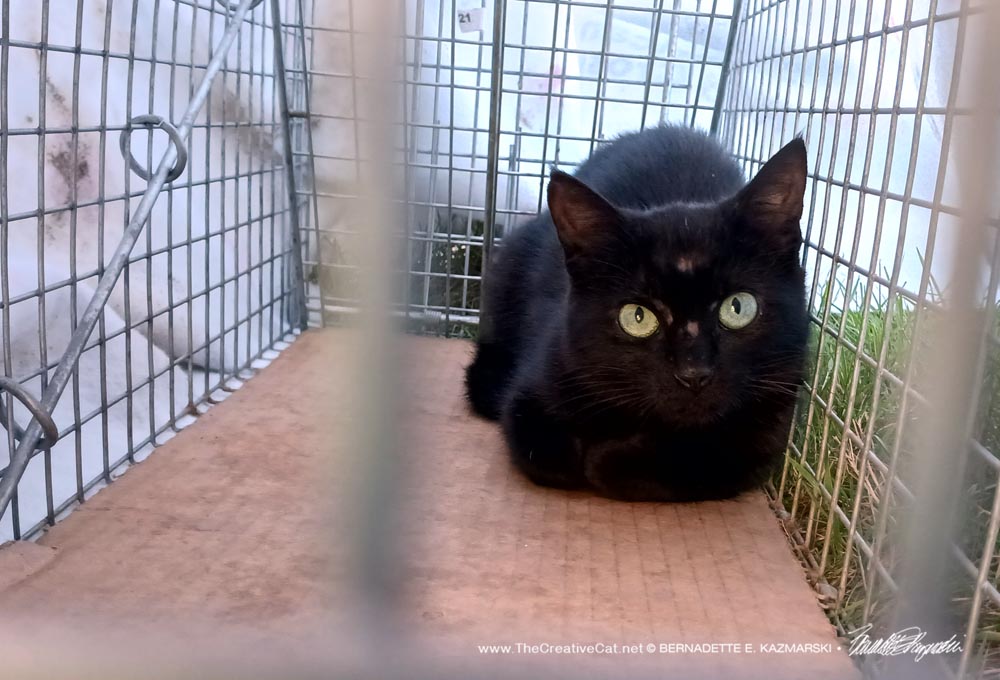 black cat in trap