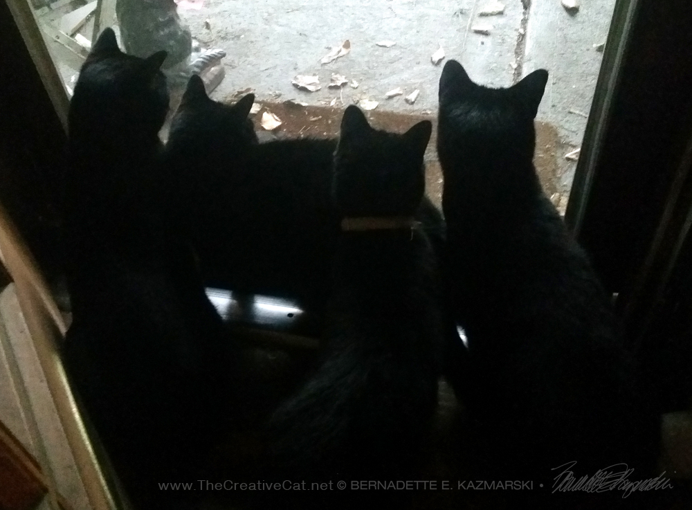five black cats silhouette