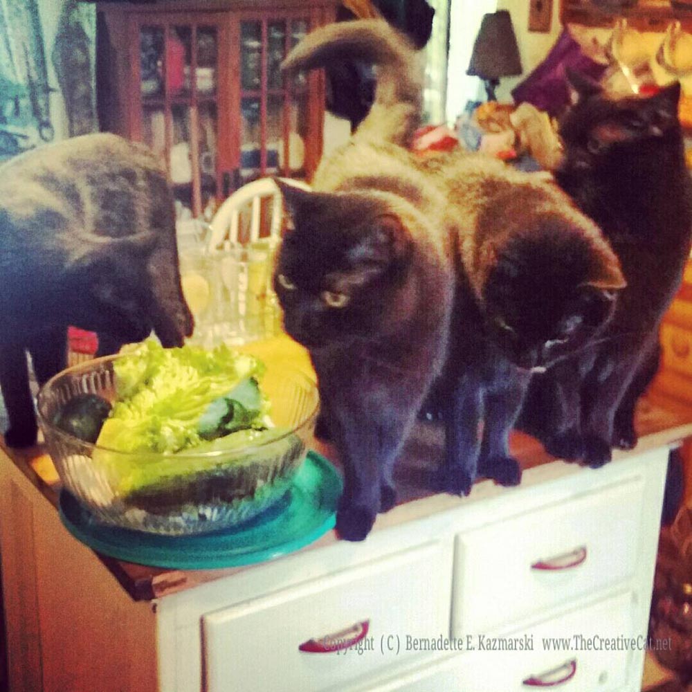 When Cats Want Salad