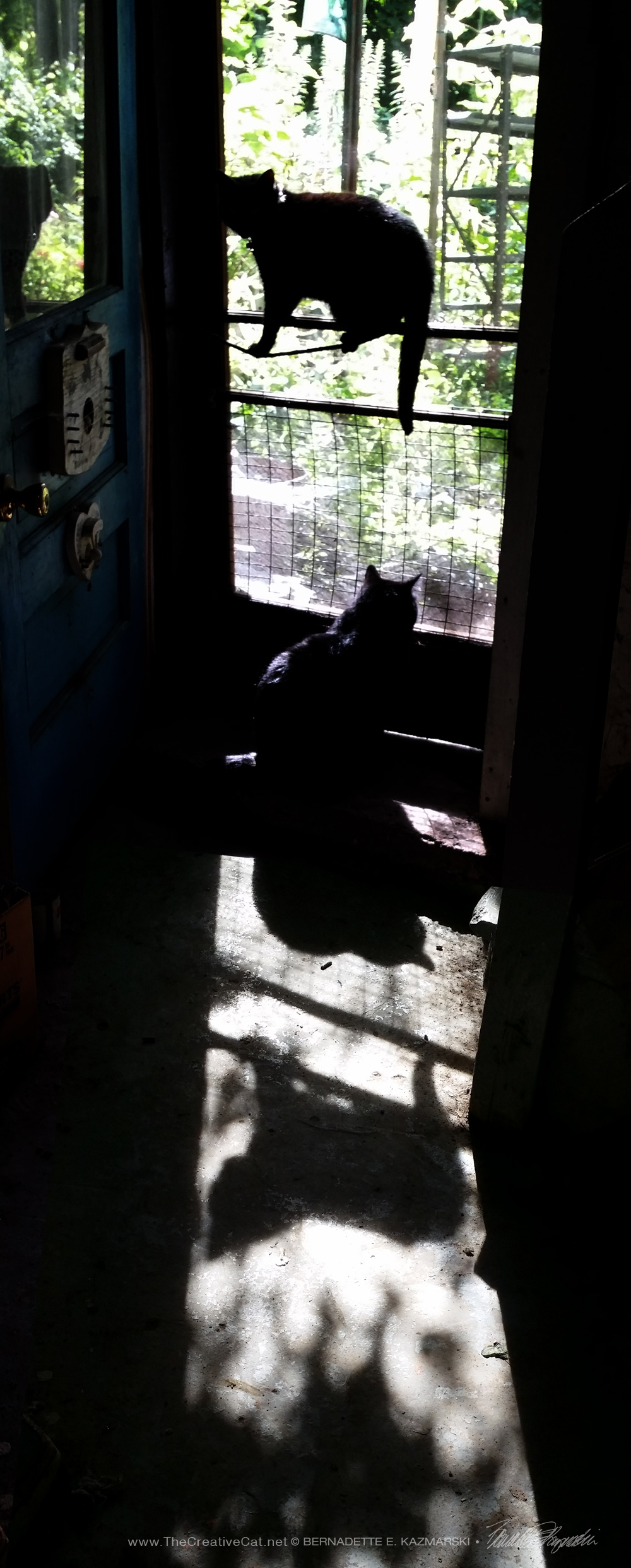 cats and shadows at door