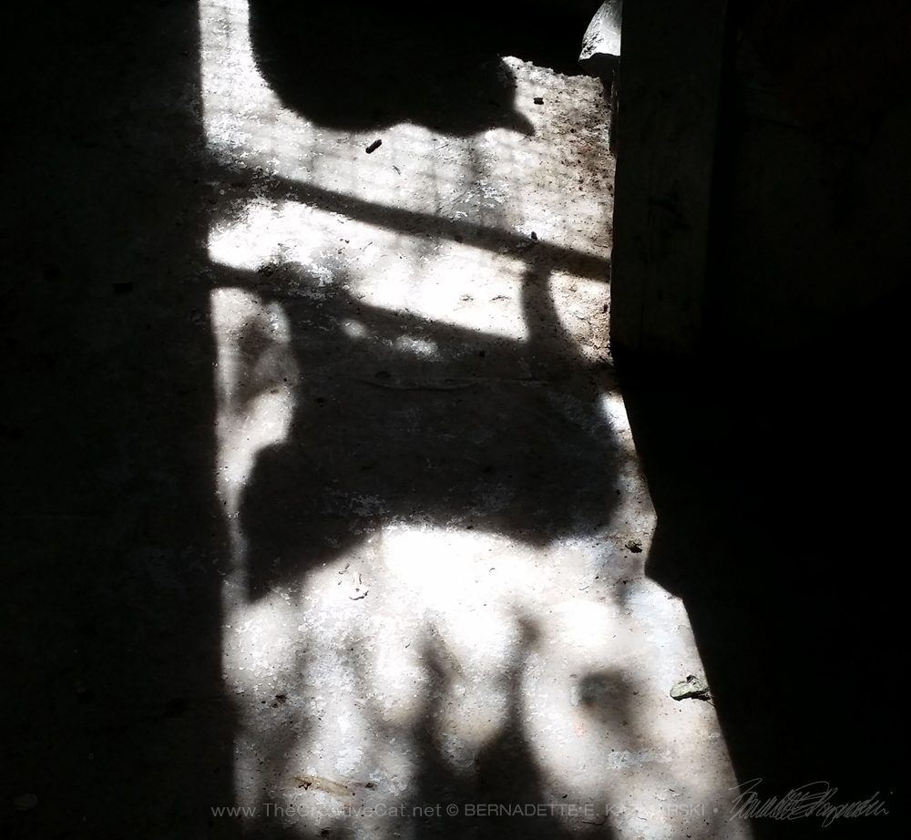 shadows of two cats