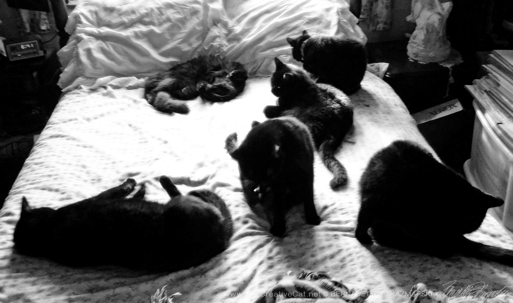 A bed full of black cats.