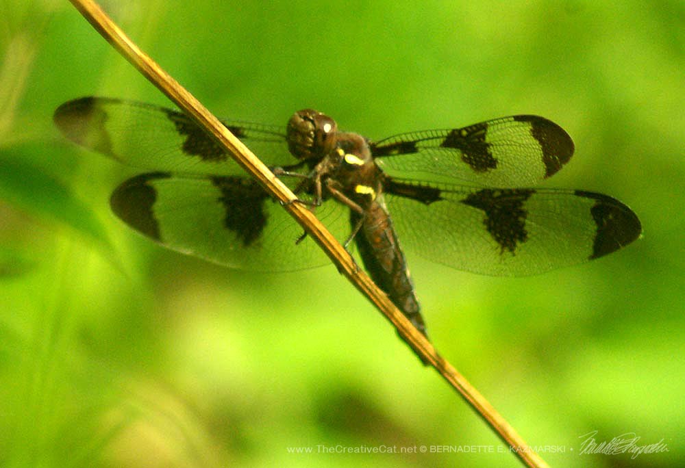 A Common Whitetail or a 12-spotted Skimmer in my back yard.