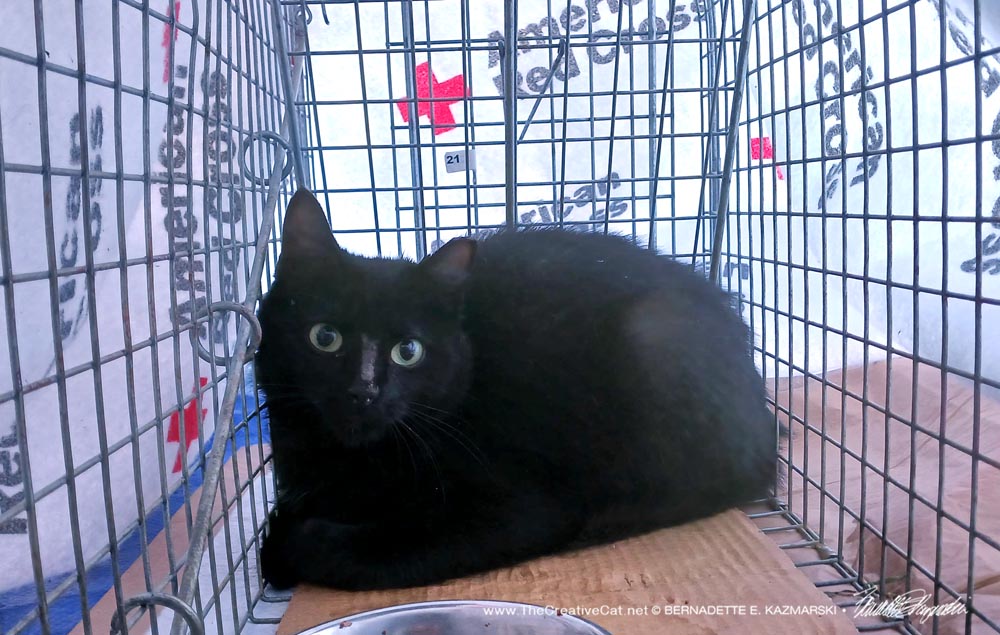 black cat in trap