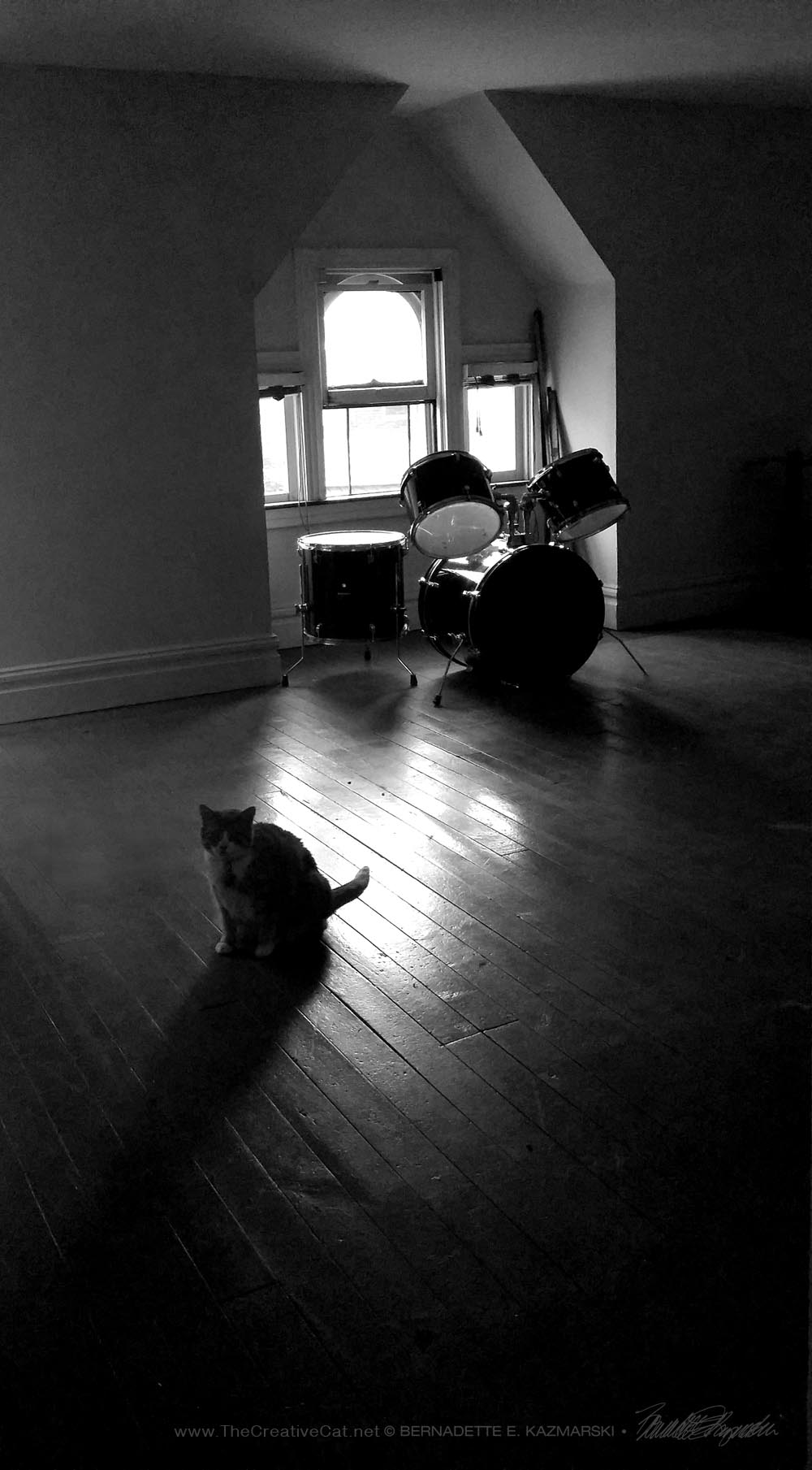 cat with drums