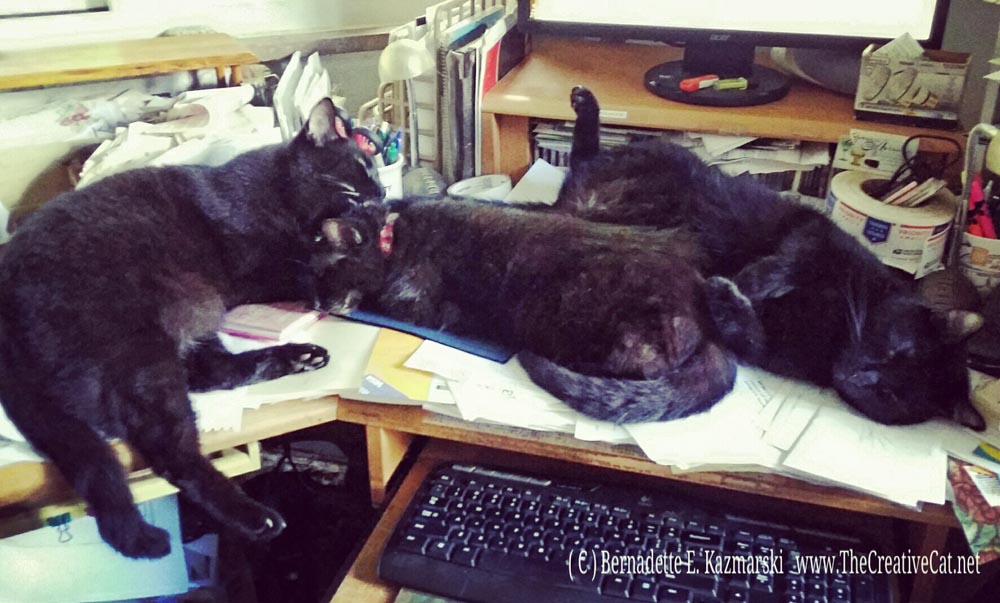 Just a little bit of comic relief here at the desk. Mr. Sunshine sleeps on his back when it gets warm, and he doesn't care who sees what. Jelly Bean is holding his mom still while he washes her face.