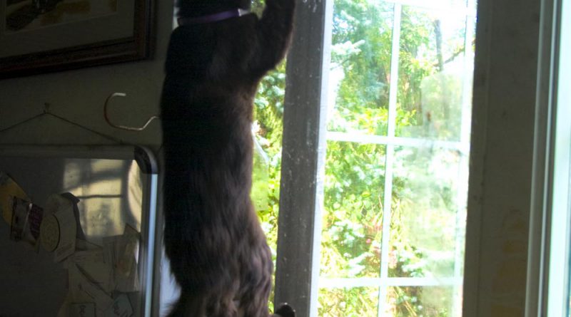 What's he supposed to do when the squirrel is right out there?