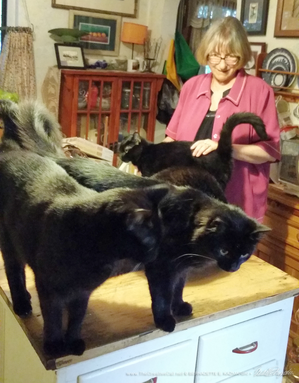 Maureen greets at least five of the black cats.