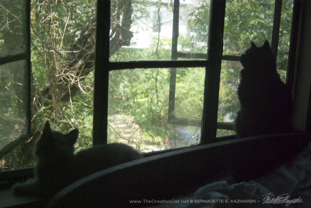 Basil watches the chickadees with Theodore.