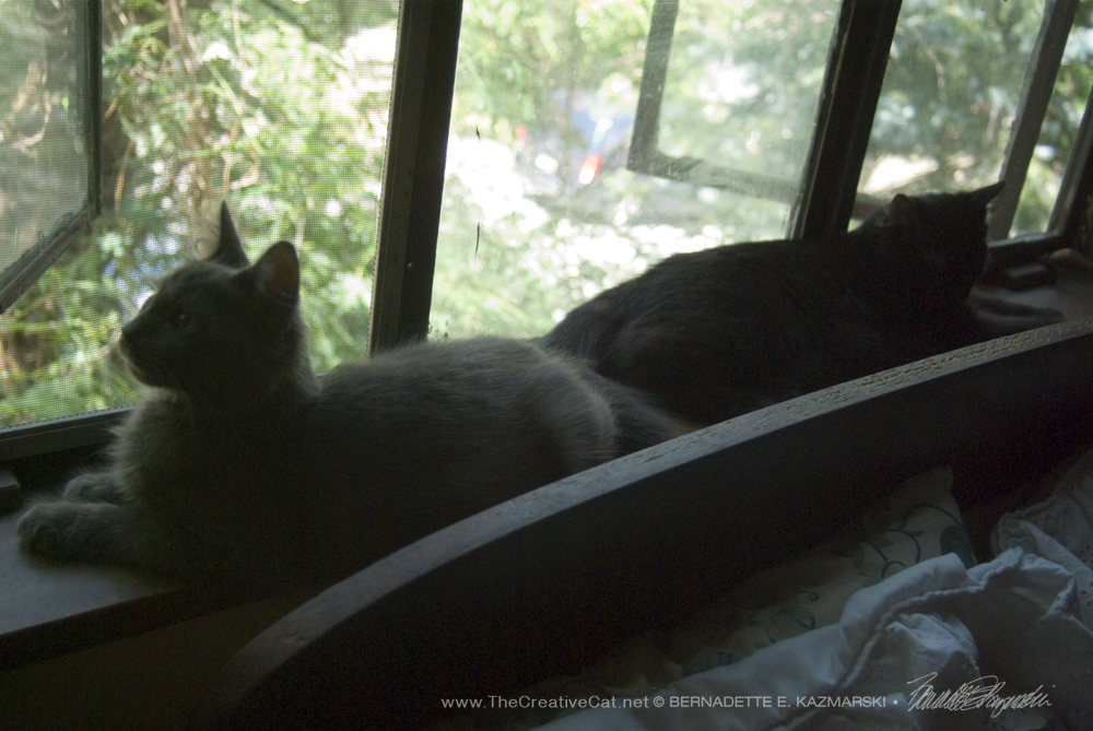 Theodore and Simon enjoy the windowsill.