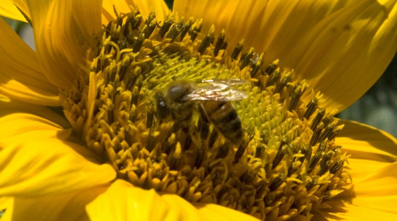 A honey bee in a sea of yellow.