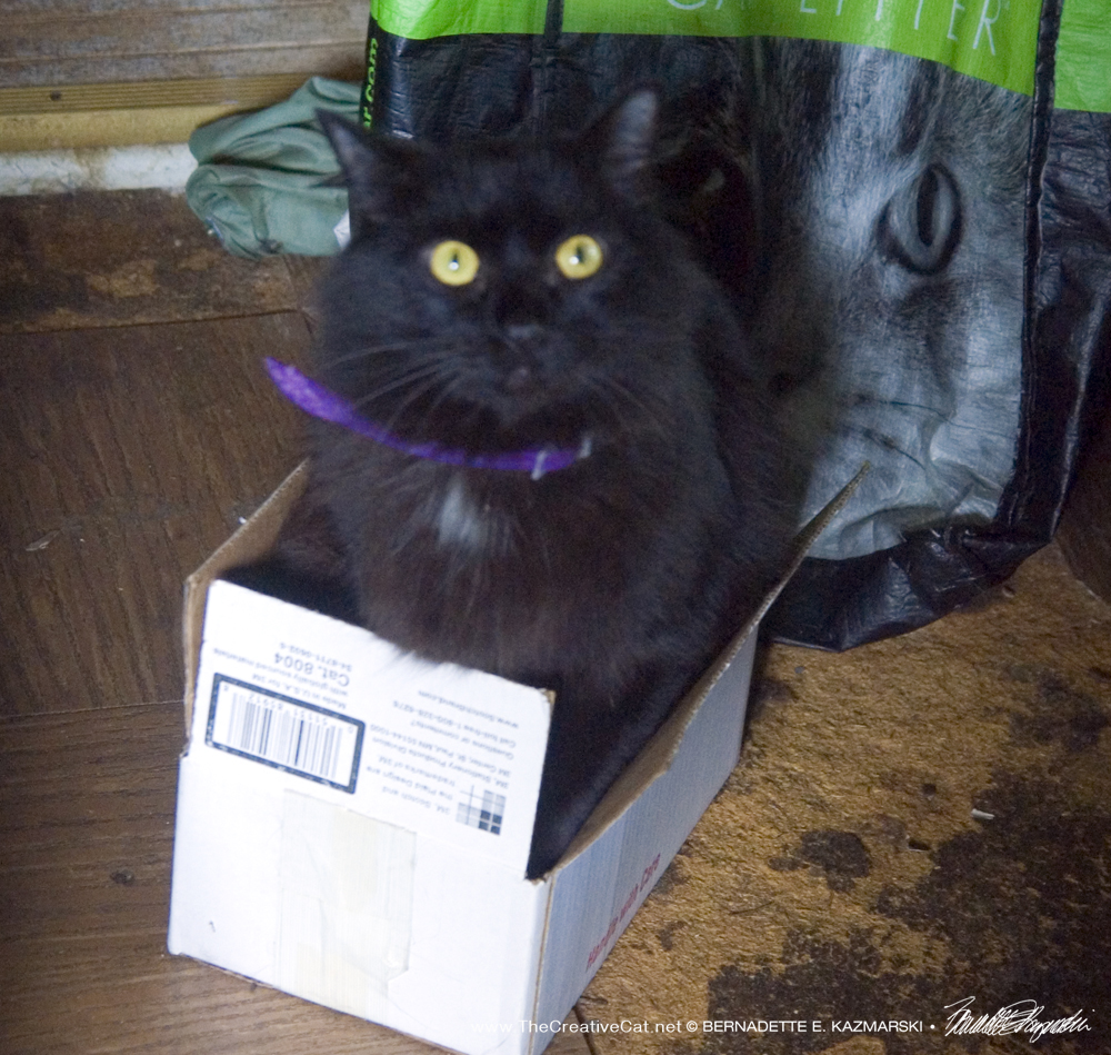 Basil-in-the-box