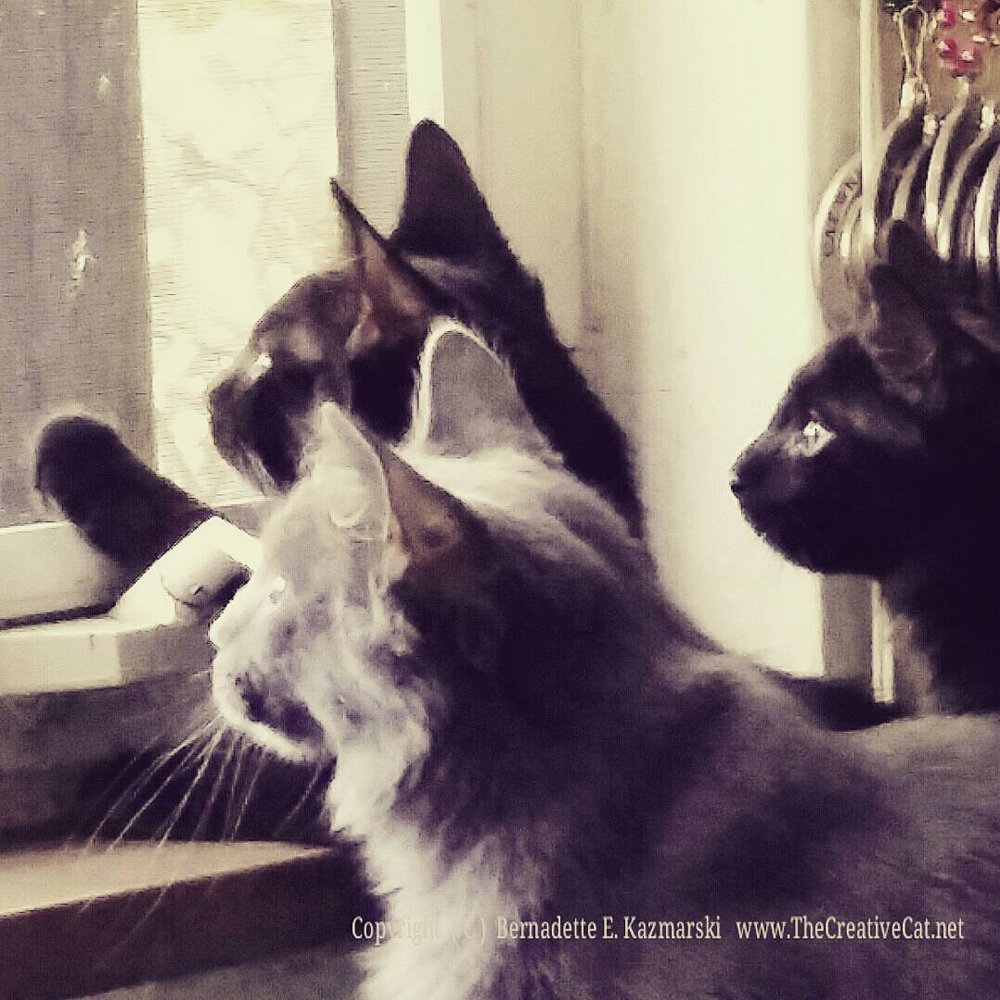 The kittens meet the big north window, and the bird feeder.