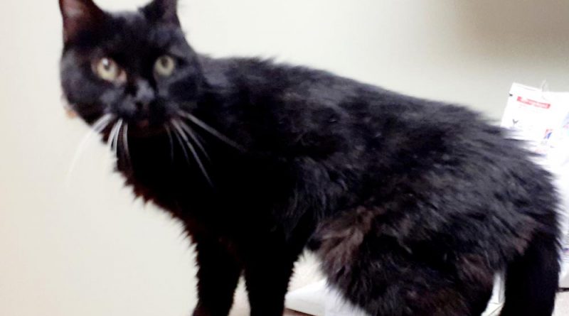 black cat at veterinarian