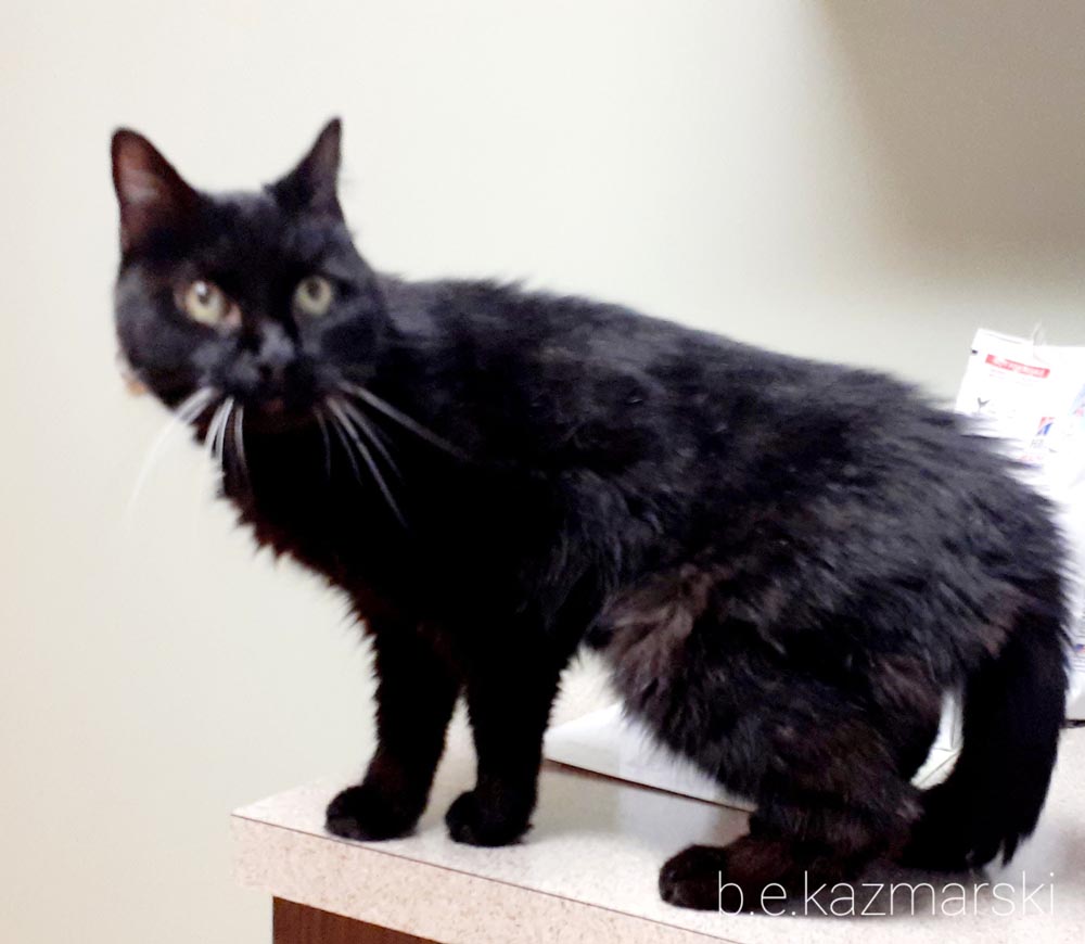 black cat at veterinarian