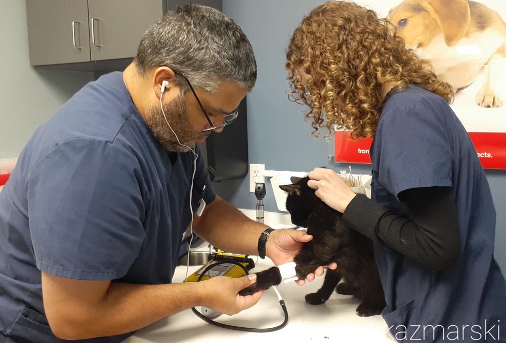black cat gets blood pressure check