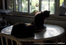 two cats on table