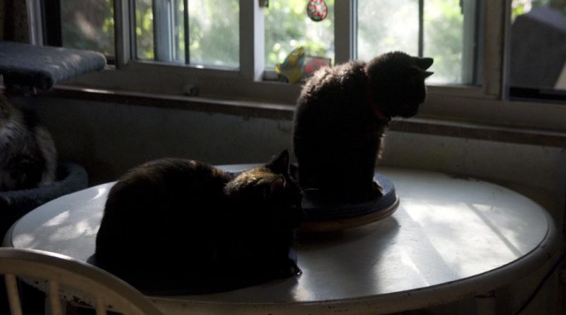 two cats on table