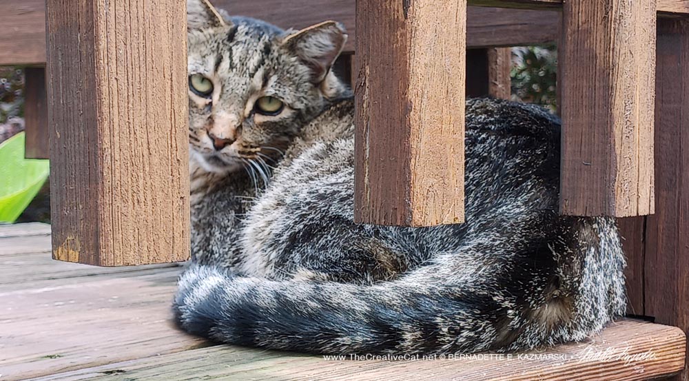 eartipped tabby cat