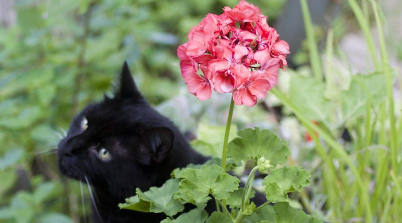 black cat with pink geranium