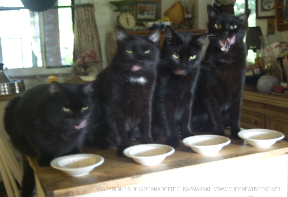 four black cats eating
