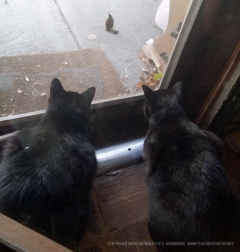 two black cats and bird