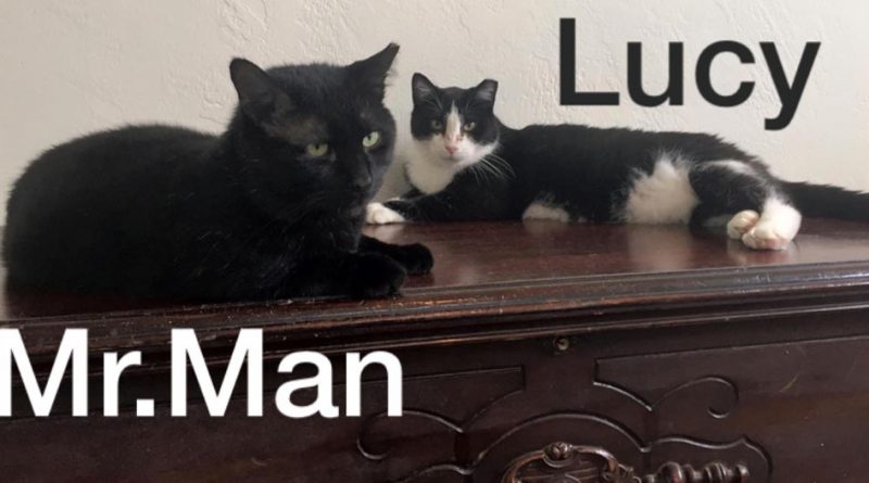 Mr. Man and Lucy