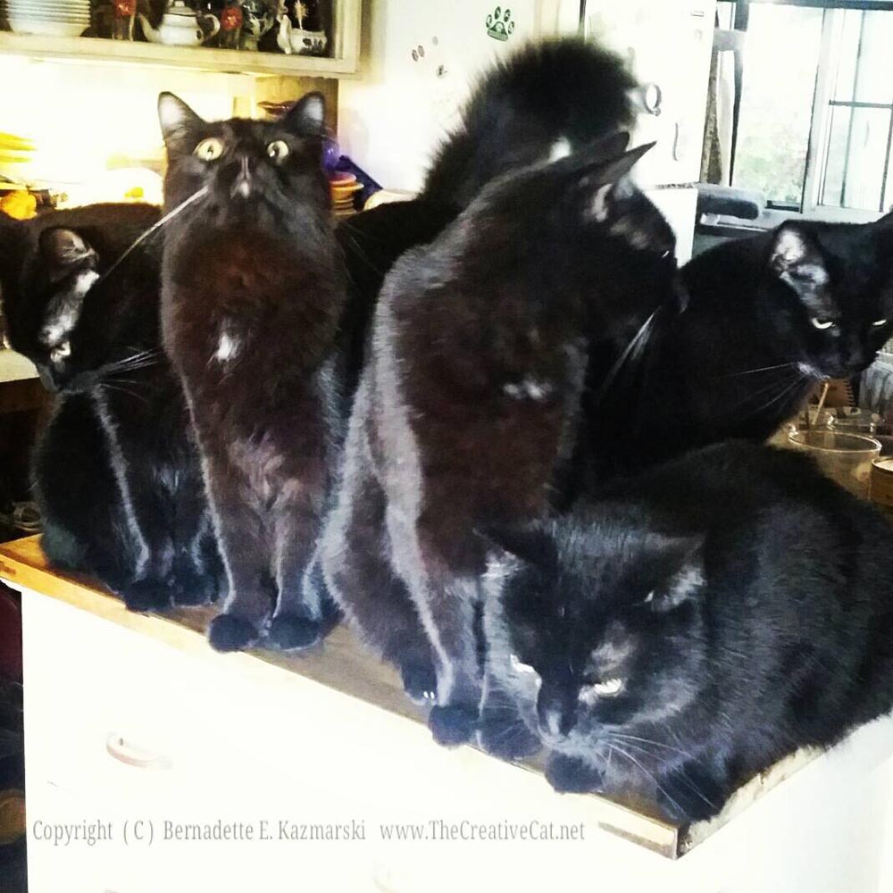 Five black cats gather in the kitchen.