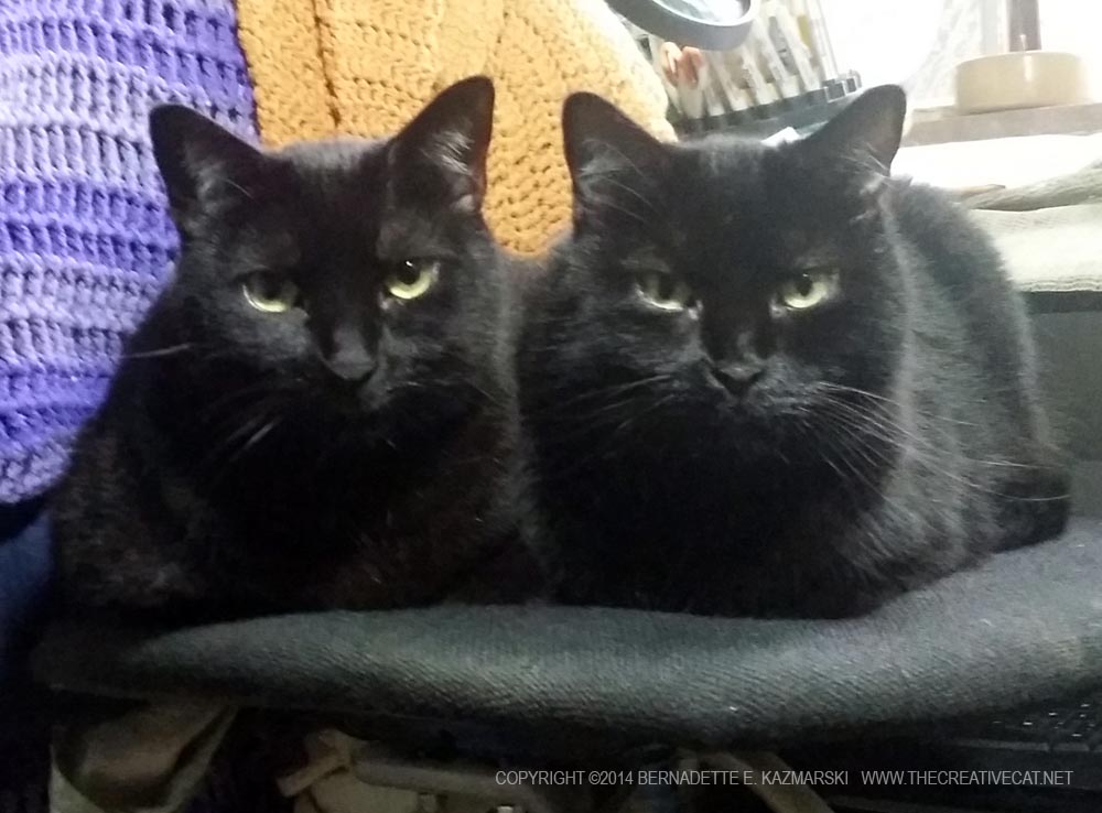 two black cats on chair
