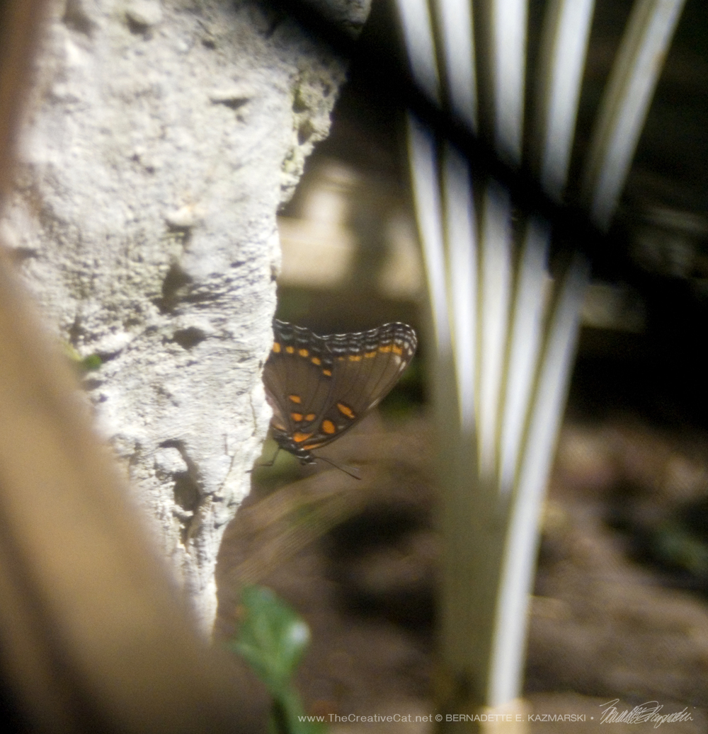 A red-spotted purple.