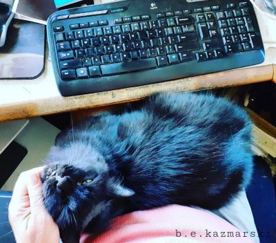 black cat on lap