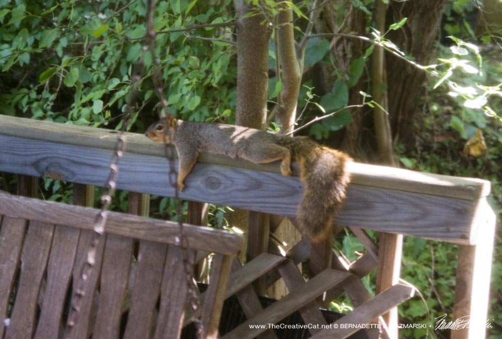 Squirrely rests on the deck rail. 