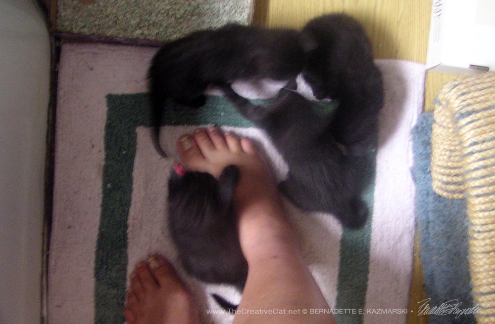 Kittens playing with my feet.