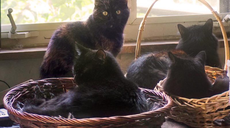four cats in baskets at windows