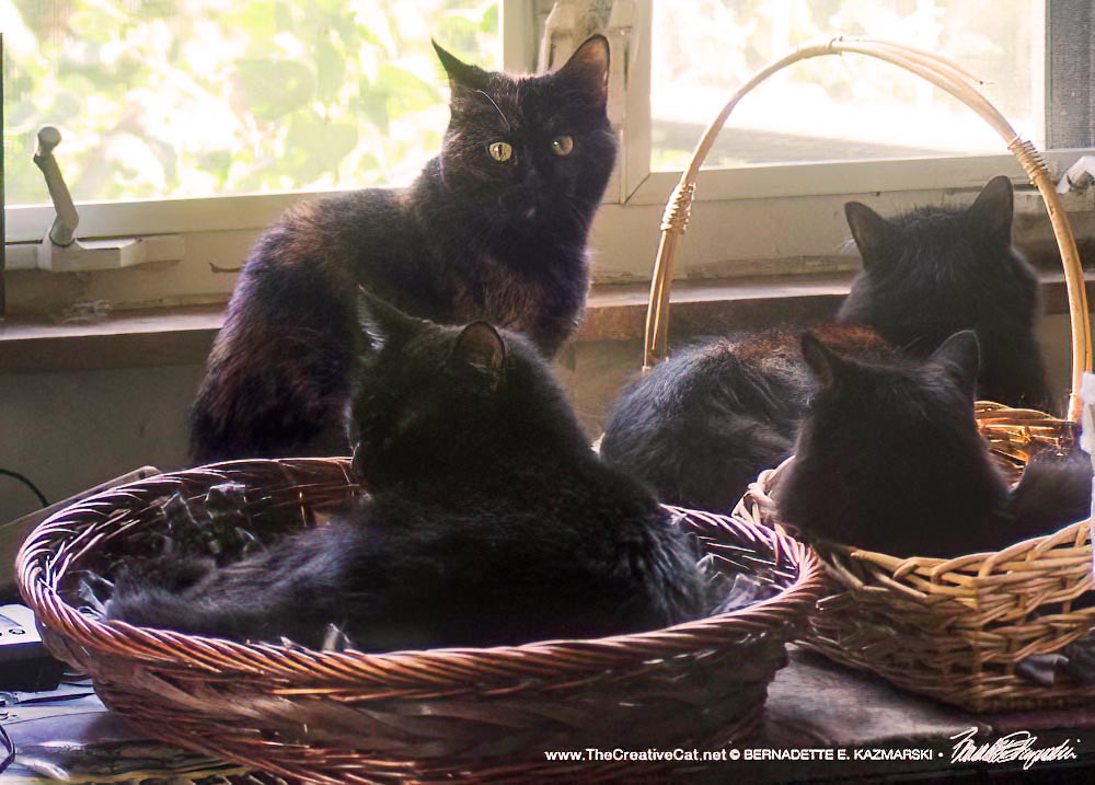 four cats in baskets at windows