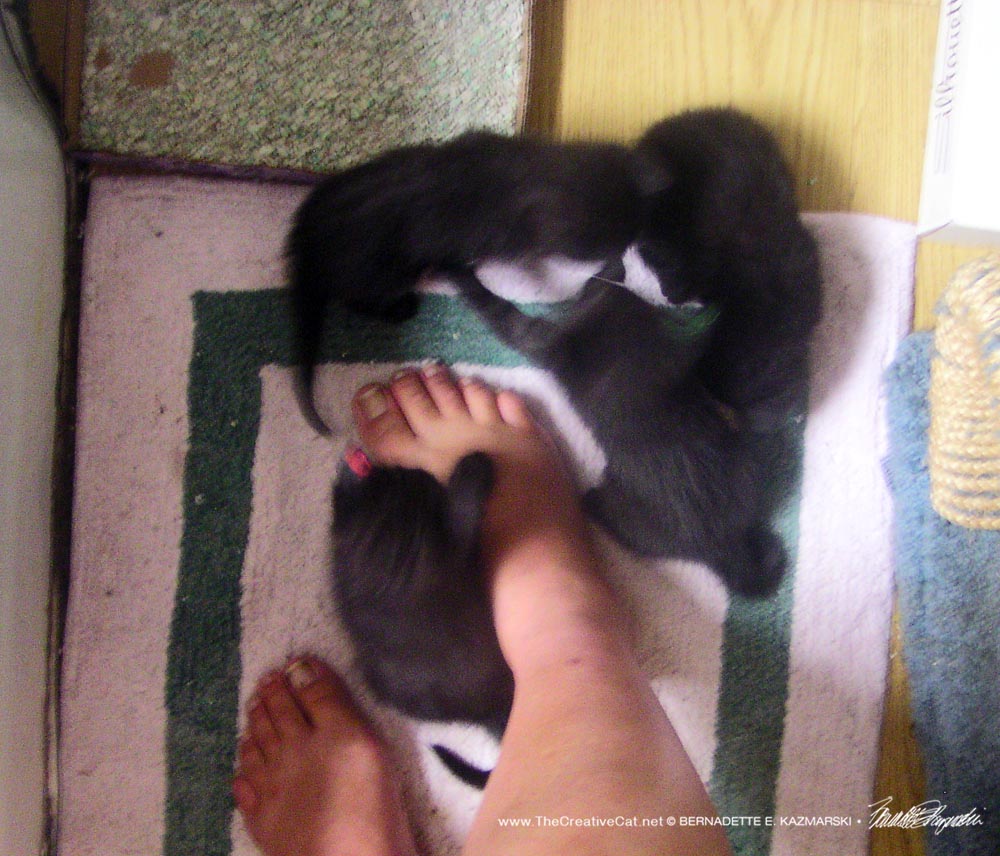 four black kittens