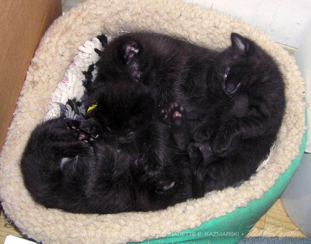 four black kittens napping