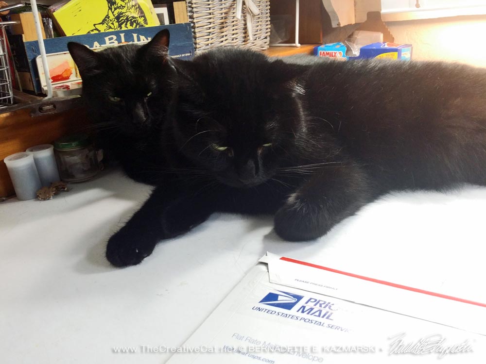 two black cats and priority mail package