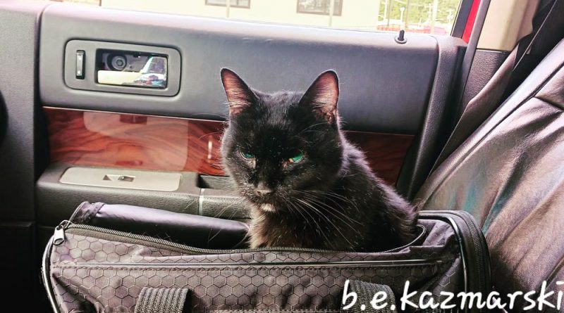 black cat in carrier in car