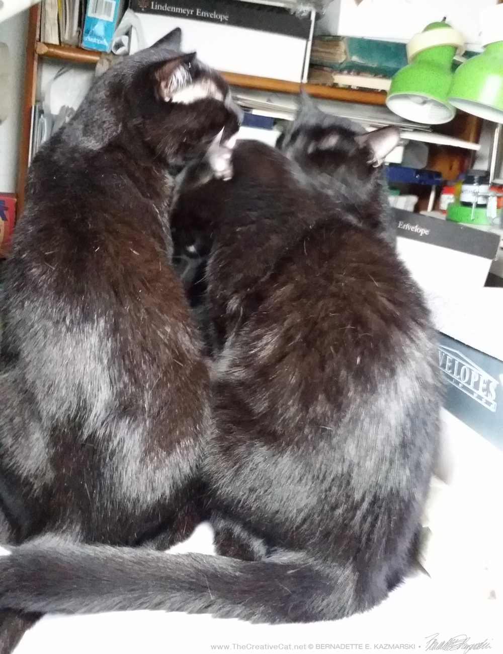 Three cats a-bathing.