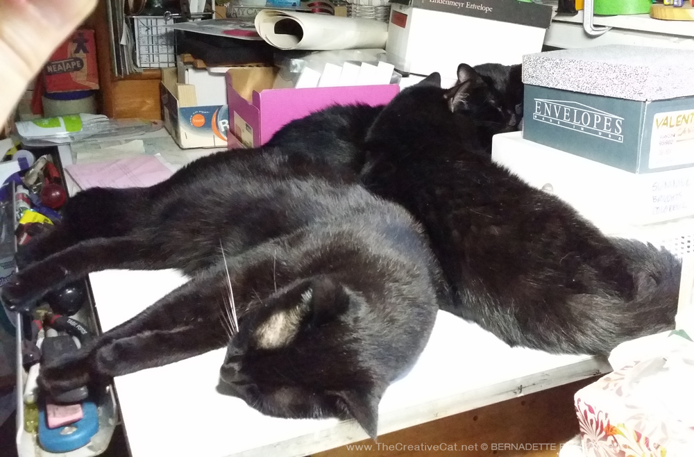 Giuseppe, Mewsette and Bean completely fill the space.