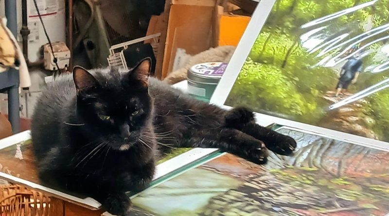 black cat with art prints