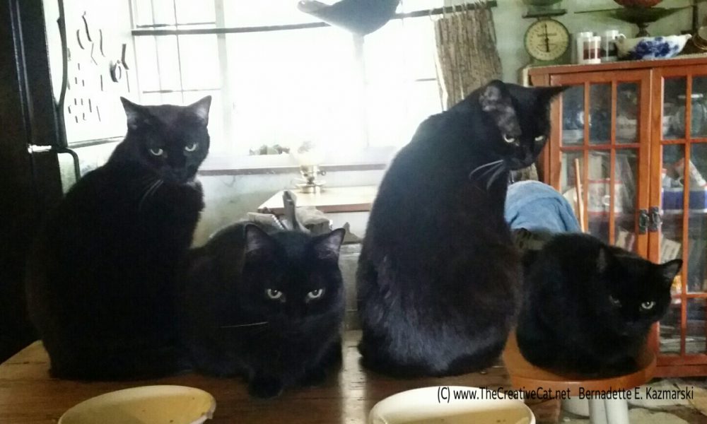 Four Housecats of the Apocalypse