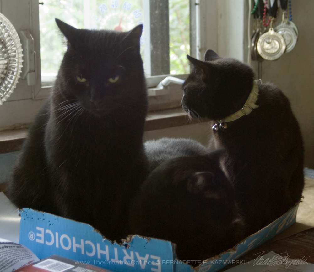black cats in box