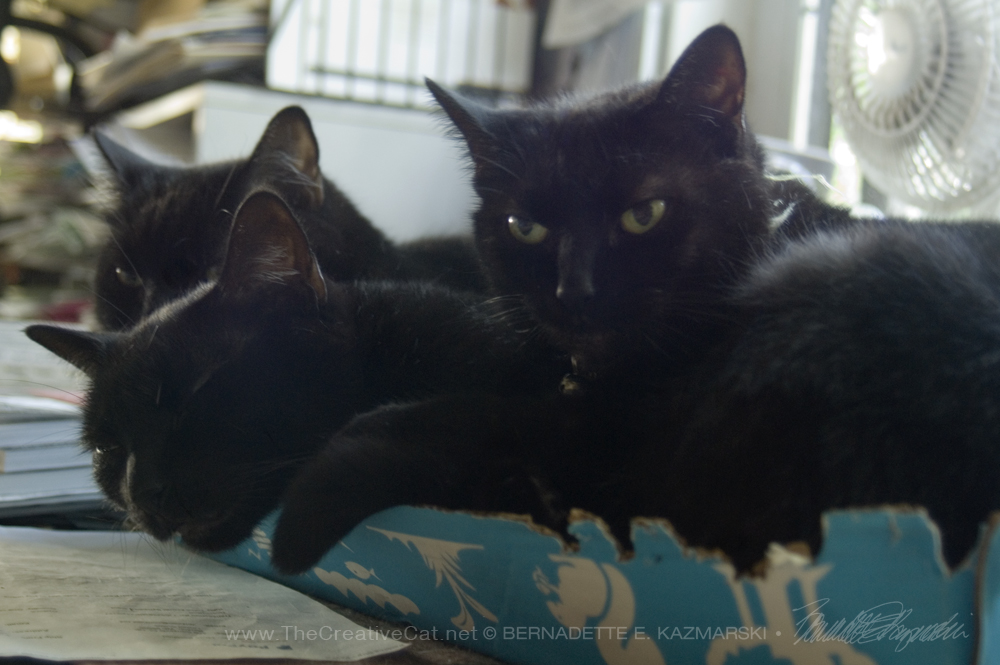 three black cats in box