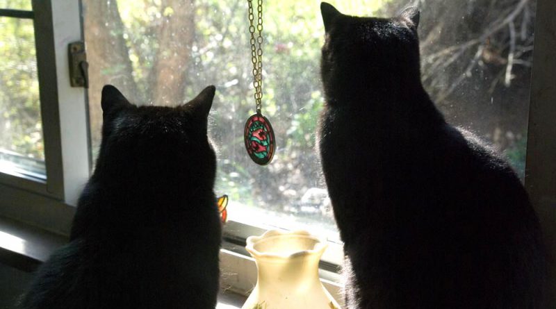 Mewsette and Bella birdwatching.
