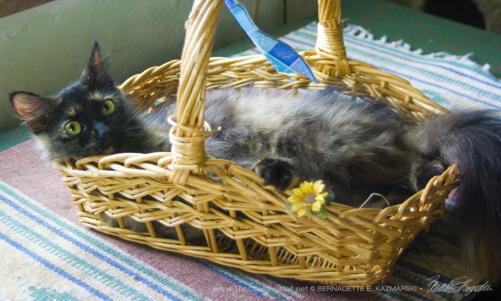 Looking pretty while being silly in the basket.